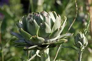 Artichoke: Globe Artichoke