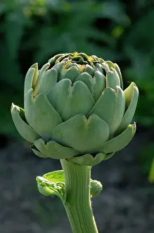 Artichoke: Globe artichoke