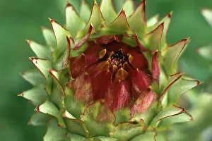 Artichoke: Globe artichoke