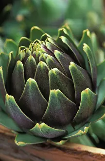 Artichoke: Globe Artichoke