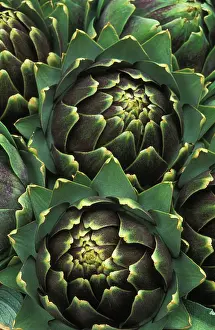 Artichoke: Globe Artichoke