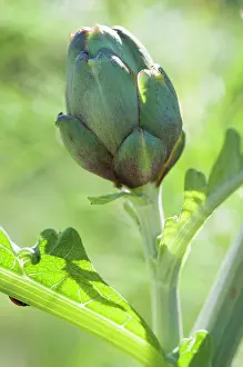 Artichoke: Globe artichoke