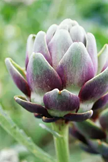 Artichoke: Globe Artichoke
