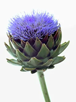 Artichoke: Globe artichoke