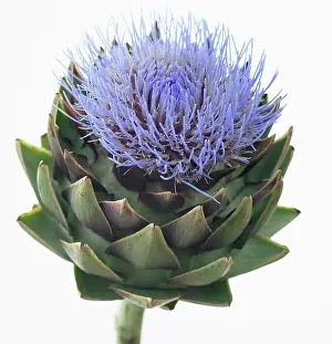 Artichoke: Globe artichoke
