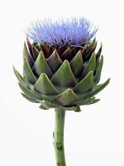 Artichoke: Globe artichoke