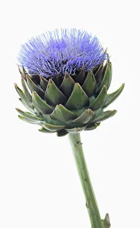 Artichoke: Globe artichoke