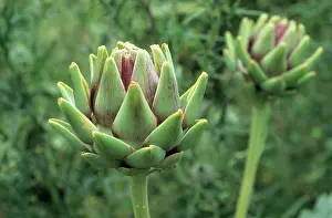 Artichoke: Globe Artichoke