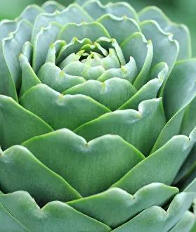 Artichoke: Globe Artichoke