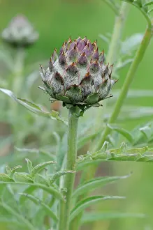 Artichoke: Globe Artichoke
