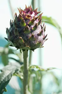 Artichoke: Globe Artichoke