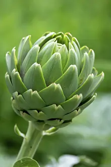 Culture: GLOBE ARTICHOKE