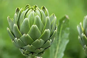 Culture: GLOBE ARTICHOKE