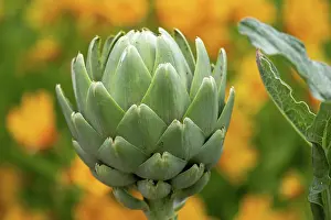 Culture: GLOBE ARTICHOKE