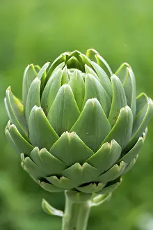 Culture: GLOBE ARTICHOKE