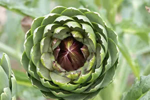 Culture: GLOBE ARTICHOKE