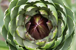 Culture: GLOBE ARTICHOKE
