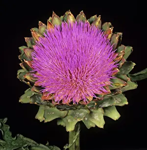 Artichoke: Globe Artichoke (Cynara scolymus)
