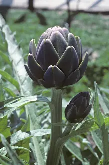 Artichoke: Globe Artichoke (Cynara scolymus)