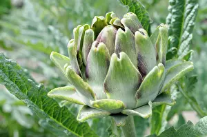 Artichoke: Globe Artichoke, Cynara scolymus, Close up of the fllowerhea