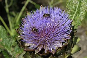 Horticulture: Globe artichoke with drone flies