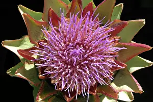 Artichoke: Globe Artichoke - Flower