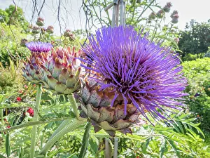 Star: Globe Artichoke Imperial Star, Cynara scolymus