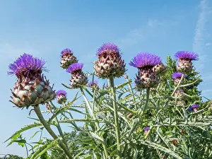 Star: Globe Artichoke Imperial Star, Cynara scolymus
