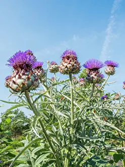 Star: Globe Artichoke Imperial Star, Cynara scolymus