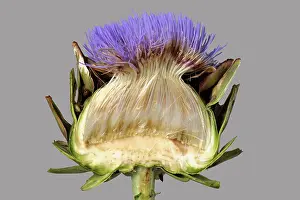 Composite: Globe artichoke section