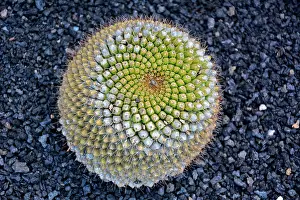 Spiral: Globe cactus (Mammillaria melanocentra), native
