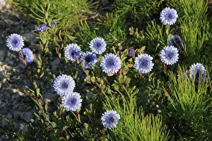 Anti: Globe daisy - in FebruaryUse: purgative and laxative