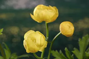 Trollius: Globe flower
