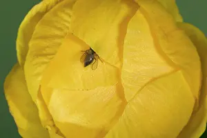Trollius: Globe flower - a Chiastocheta fly enters the closed flower