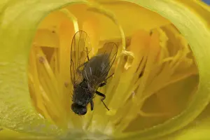 Trollius: Globe flower - with Chiastocheta fly inside, cross-section