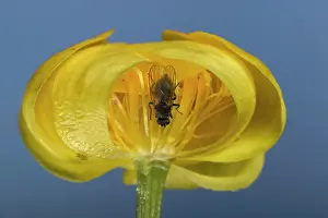 Trollius: Globe flower - with Chiastocheta fly inside