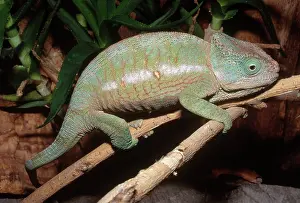 Calumma: Globe-horned Chameleon