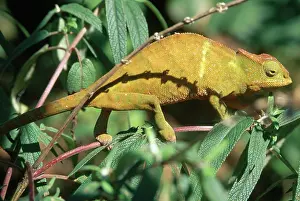 Calumma: Globe-horned Chameleon
