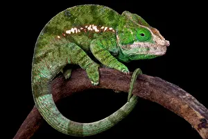 Calumma: Globe-Horned Chameleon (Calumma globifer), Madagascar