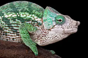Calumma: Globe-Horned Chameleon (Calumma globifer), Madagascar