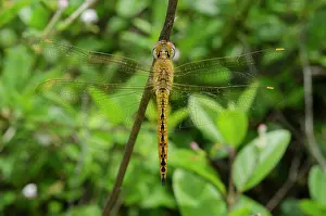Glider: Globe Skimmer Dragonfly on stem - West Bali National Park, n