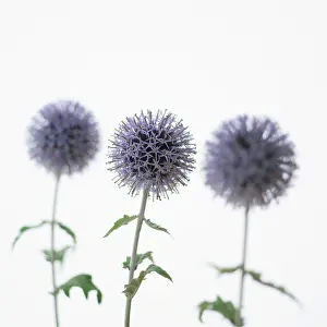 Echinops: Globe Thistle