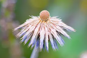 Echinops: Globe Thistle