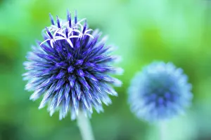 Bannaticus: Globe thistle