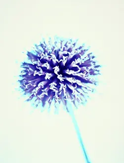 Bannaticus: Globe Thistle