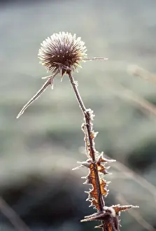 Echinops: Globe Thistle