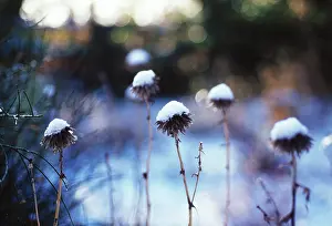 Echinops: Globe Thistle