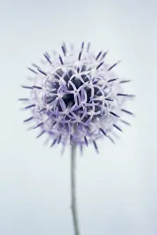 Bannaticus: Globe Thistle