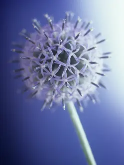 Bannaticus: Globe Thistle