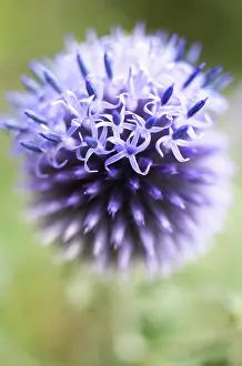 Echinops: Globe Thistle